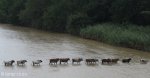 black-umfolozi-river-crossing-s-28-05-51-e-31-32-50-elev-221m-12