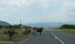 black-umfolozi-river-crossing-s-28-05-51-e-31-32-50-elev-221m-9