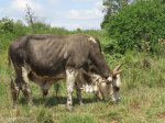 umhlabathini-prize-bull-1
