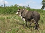 umhlabathini-prize-bull-2