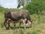 umhlabathini-prize-bull-3