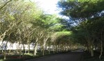 Umhlanga Ridge - Umhlanga Rocks Drive Fever trees (2)