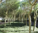 Umhlanga Ridge - Umhlanga Rocks Drive Fever trees (3)