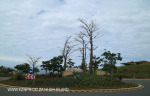 Izinga Ridge entrance Baobab (1)
