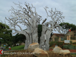 Izinga Ridge entrance Baobab (2)