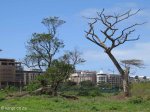 Umhlanga New Town centre - Oct 2014 - Central Boulavard Road between Meridian & Herrewood Drive  (6)