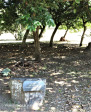 The Compassionate Friends Memorial - La Lucia Park (1)