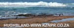 Umhlanga-Lagoon-Oyster-Catchers-2
