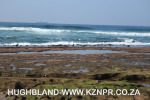 Umhlanga-Lagoon-Oyster-Catchers-3