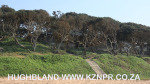 Umhlanga-beach-and-lagoon-3