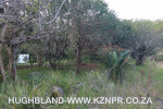 Froggy-Pond-nursery-19