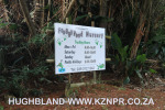 Froggy-Pond-nursery-3