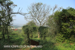 Canelands  Hazlemere Farm Kranz Road gardens (10)
