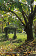 Canelands  Hazlemere Farm Kranz Road gardens (2)