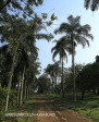 Canelands  Hazlemere Farm Kranz Road gardens (3)