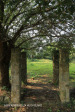 Canelands  Hazlemere Farm Kranz Road gardens (6)