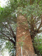 Verulam - Wicks Street - Blacksmith Tower (1)