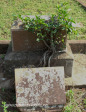 Verulam Cemetery grave Fanny