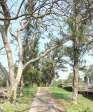 Verulam Cemetery grave  pathway