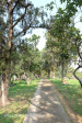Verulam Cemetery grave views (8)