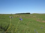 nkambule-views-from-zulu-marksmens-site-towards-crest-1
