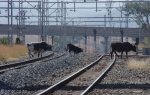 waschbank-rail-lines-s28-18-766-e-30-06-175-elev-1070m-44