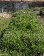weenen-cemetary-s28-51-208-e-30-04-643-elev-859m-12