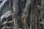 Westville-Cemetery-ficus-tree-72